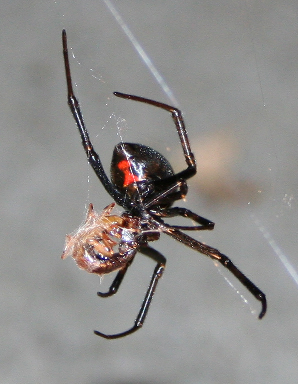 araña viuda negra